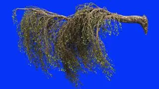 Green Screen (Blue Screen) Tree video effects overlays