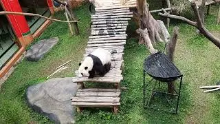 Waktunya Memberi makan PANDA di Taman Safari Indonesia Bogor