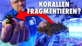 Wie schneide ich KORALLEN richtig?