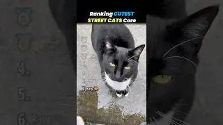 Ranking CUTE STREET CATS Core Moments!! 🐱🏙️
