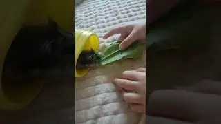 Выпустили Хомика из клетки #shorts