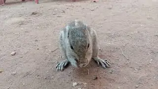 Squirrel in campus part 2