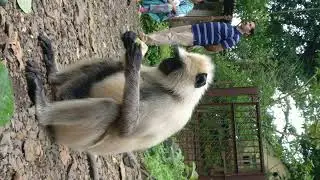 SGNP 3 Monkey | Mumbai