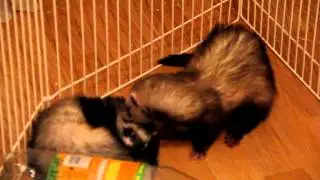 My ferret Alli Mey is 25 days pregnant
