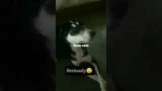 Dog doing Ram! Ram! ..... || Very Cute Dog