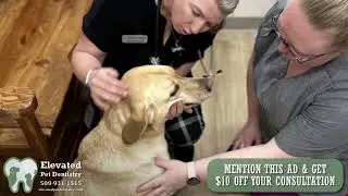 Elevated Pet Dentistry New WebAdz