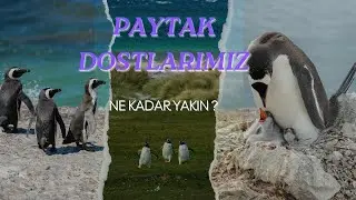 🐧 Penguenler hakkında şaşırtıcı bilgiler öğrenmek ister misiniz?