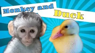 Monkey and Duckling are Friends