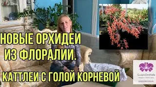 Новые Орхидеи с голой корневой от поставщика Флоралия