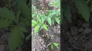 12 день высадки помидоров.  Розовый гигант, Пародайз розовый и красный. Промежуточный результат.