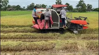 To the half-harvest season