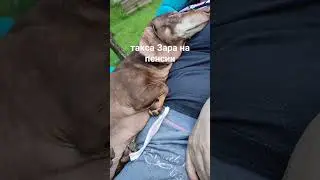 такса Зара на пенсии