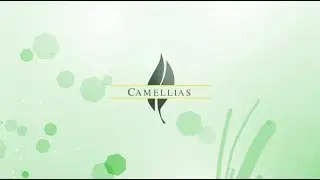Growing, Collecting, Caring and Admiring Camellia Flowers in the South