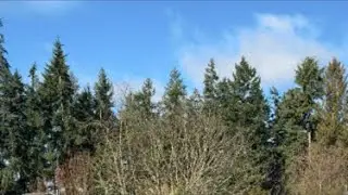 LIVE:  Welcome Happy Wednesday cloudy day - Wild birds they are fun to watch