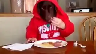 ржачная собака) a funny video