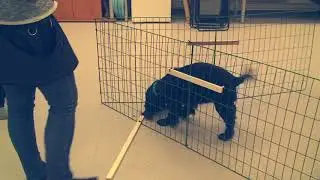 Eddie Smartdog-testissä