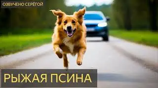 На ночь глядя №119 - Рыжая псина  (дорога, водитель, собака, животные)
