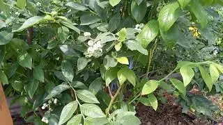 формирлвка кустов голубики ч. 2