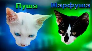 Глажу Пушу и Марфушу! Котята находятся у меня во дворе, милые котятки!