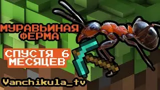 МУРАВЬИНАЯ ФЕРМА. #ФОРМИКАРИЙ СПУСТЯ 6 МЕСЯЦЕВ
