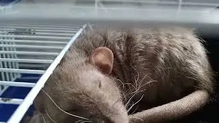 Спи моё солнышко 🐀❤️