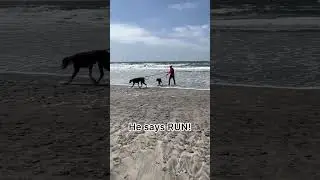 Marvin the Great Dane’s First Day at the Beach!  Apparently the water burns 😹 #greatdane #shorts