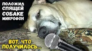 I put the SLEEPING DOG microphone. That's what happened