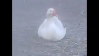 разведение гусей для чайников