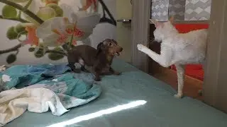 Bad Dachshund: Come play with me, cats!