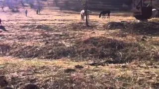 Бостанлыкский район
