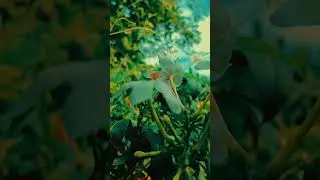 short film nature cinematic #youtuberchannel #cinematic #