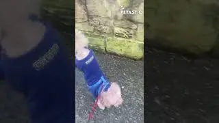 Hilarious Dog Masters New Walking Style!
