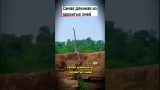 The largest of the venomous snakes 