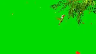 Tree & Bird Effect Green Screen video
