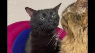 ЧЕРНЫЙ КОТ НЕВНИМАТЕЛЬНО СЛУШАЕТ - ОТКУДА МЕМ?