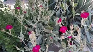 Лихнис Гутор Галина