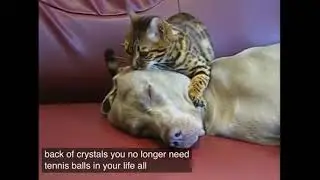 Cat therapy!