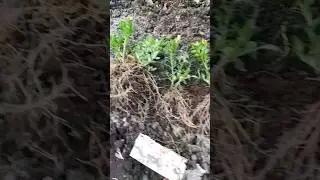 #shortvideo
