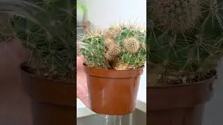 Water your cactus like a pro