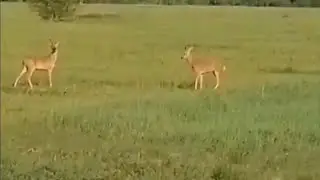 Сибирские самцы косули делят территорию 🦌🦌