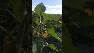 Подсолнух ещё цветет