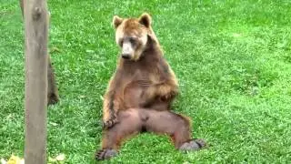 Мечка си чеше топките ! / Bear scratch his balls !