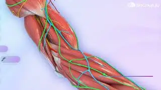 BioCloud 3D custom develops interactive human 3D anatomy #orthopedichealth