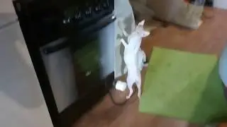 КРЫСЯ. Не могу дотянуться( Funny cat