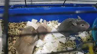 Чайный пакетик Хаки music