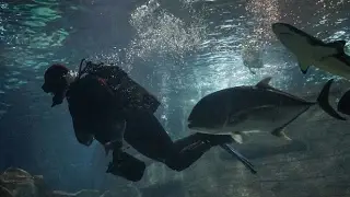 Подводный мир. Акула и водолаз в аквариуме! Адлерский океанариум!