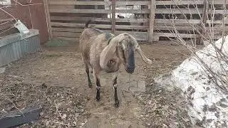 Оливия