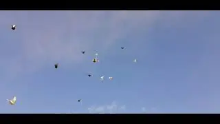 голуби Луганска.