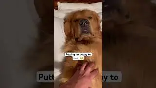 Watch me put my dog to sleep #goldenretriever