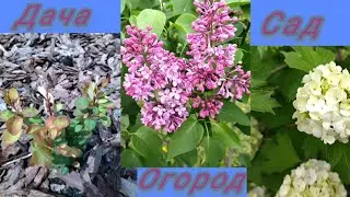 Обзор цветущих растений в мае.